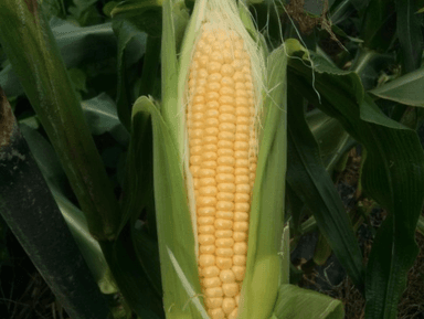category image
