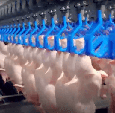 thumb-가금류 도축